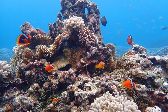 Okinawa Miyako Natural Aquarium! Tropical Snorkeling Tour - What the 90-minute Miyakojima snorkeling tour is really like
