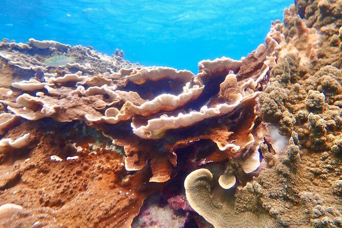 Okinawa Miyako Natural Aquarium! Tropical Snorkeling Tour - The photo service is a real part of the value