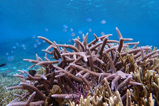 Okinawa Miyako Natural Aquarium! Tropical Snorkeling Tour - Meeting point, transport, and what to wear
