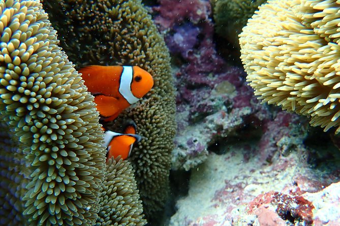 Okinawa Miyako Natural Aquarium! Tropical Snorkeling Tour - Language support and communication