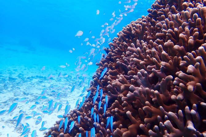 Okinawa Miyako Natural Aquarium! Tropical Snorkeling Tour - Who should book this Miyakojima activity