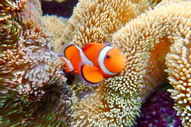 Okinawa Miyako Natural Aquarium! Tropical Snorkeling Tour - Coral, clownfish, and the chance of a sea turtle
