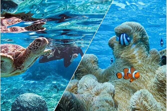 Okinawa Miyako Sea turtle Snorkeling Free Pick up and Drop off - Meeting sea turtles near Shigira Beach