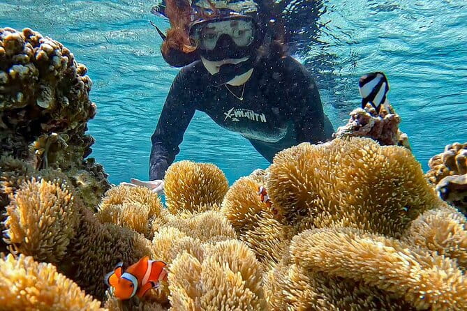 Okinawa Miyako Sea turtle Snorkeling Free Pick up and Drop off - Choosing the right day and time
