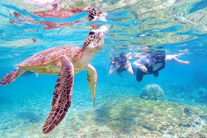 Okinawa Miyako Sea turtle Snorkeling Free Pick up and Drop off - Who will enjoy this snorkeling trip most
