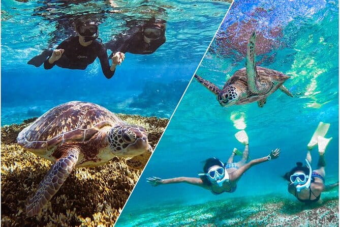 Okinawa Miyako Sea turtle Snorkeling Free Pick up and Drop off - Why the included guide matters