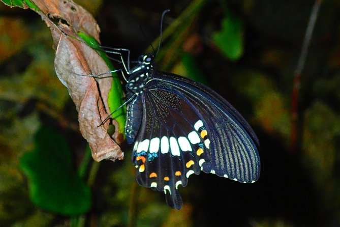 Okinawa Miyako Star Gazing & Subtropical Jungle Night Tour - Around 30 minutes of jungle wildlife
