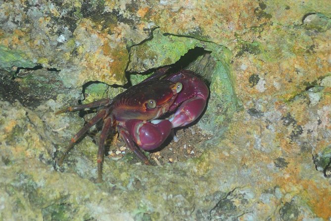 Okinawa Miyako Star Gazing & Subtropical Jungle Night Tour - Stargazing when the clouds cooperate