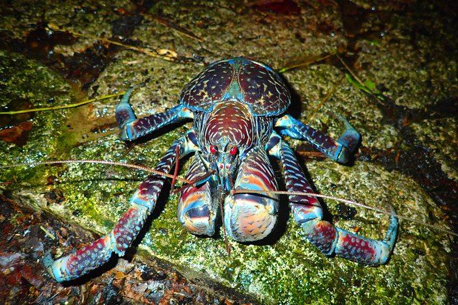 Okinawa Miyako Star Gazing & Subtropical Jungle Night Tour - What $32.37 gets you