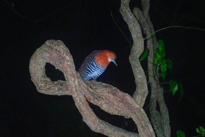 Okinawa Miyako Star Gazing & Subtropical Jungle Night Tour - Timing, weather, and the practical fine print