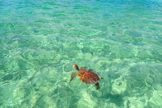 Okinawa Miyakojima Half Day SUPor Canoe & Sea Turtle Snorkeling (Half Day Set) - What the price includes, and where value gets complicated