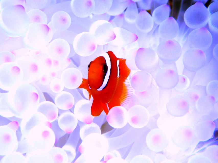 Okinawa: Naha: 1 day Kerama Islands diving‣ license required - Equipment, briefings, and environmental standards