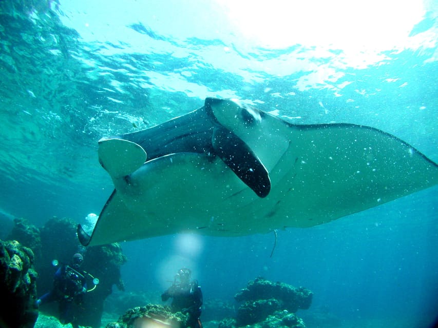 Okinawa: Naha: 1 day Kerama Islands diving‣ license required - Is the 129 dollar price good value?