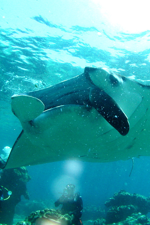 Okinawa: Naha: 1 day Kerama Islands diving‣ license required - Three sites around Tokashiki, Zamami, and Aka