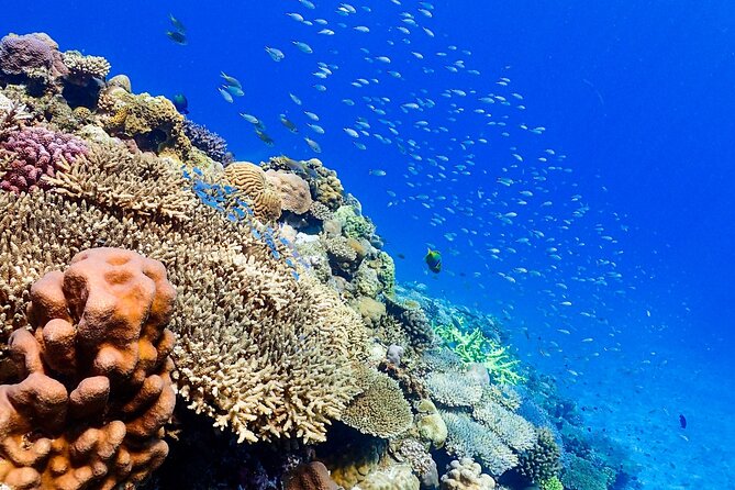 Okinawa: Scuba Diving Tour with Wagyu Lunch and English guide - Equipment, photos, and the useful details after the water
