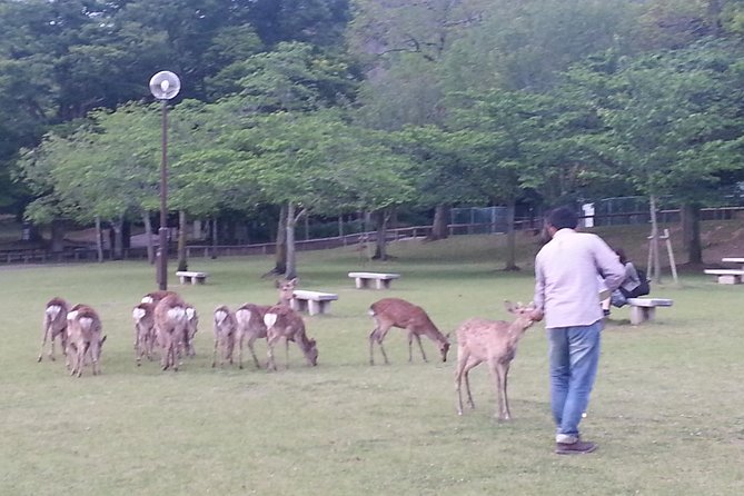 One-Day Walking Tour of Amazing 8th Century Capital Nara - Why this private Nara day works well