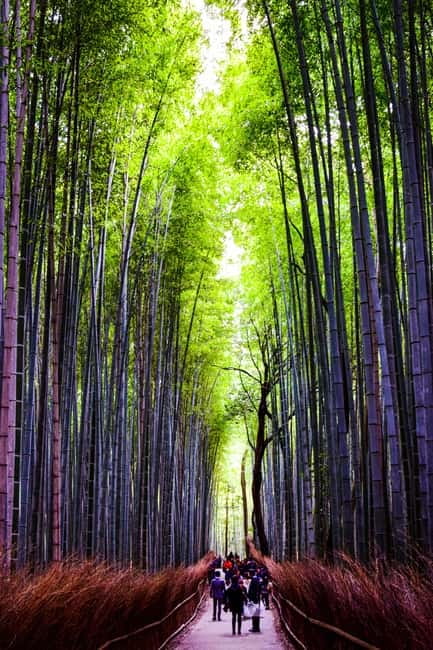Osaka: Kyoto and Nara Private Day Trip - Key points at a glance