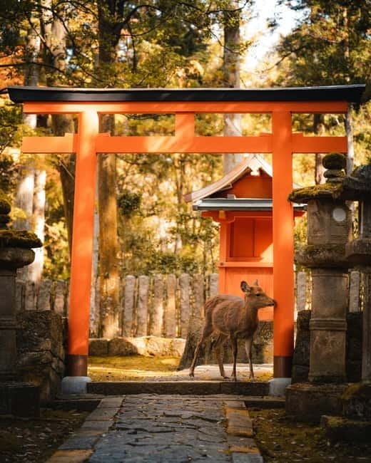 Osaka: Kyoto and Nara Private Day Trip - What this private day is really trying to do
