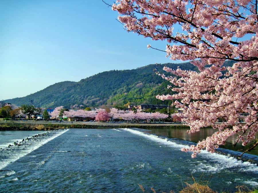Osaka/Kyoto: Arashiyama, Nara & Fushimi Inari Shrine w/Lunch - Nara Park and Todaiji: deer, bowing, and a huge Buddha