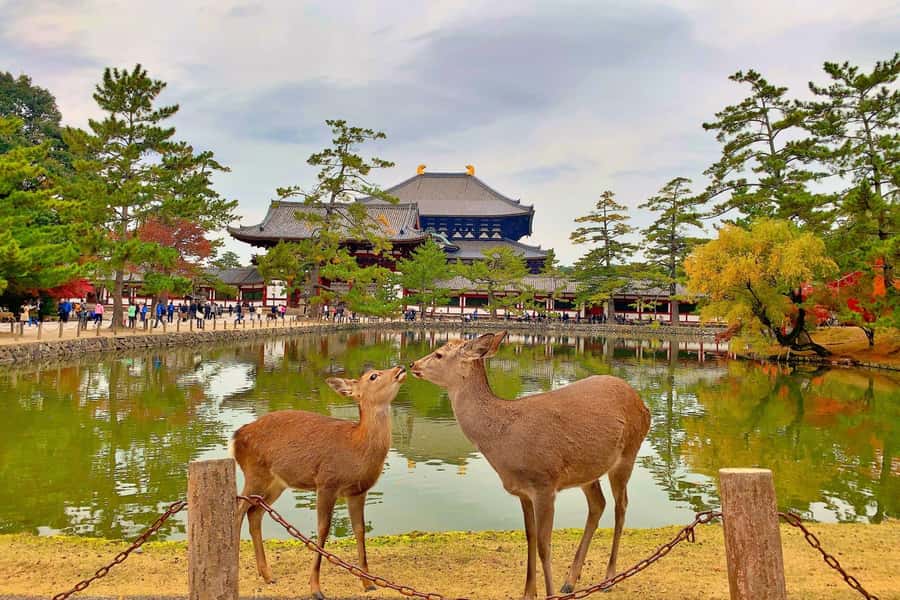 Osaka/Kyoto: Arashiyama, Nara & Fushimi Inari Shrine w/Lunch - Should you book this tour?