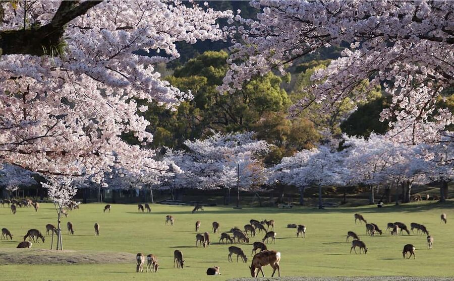 Osaka/Kyoto: Arashiyama, Nara Park, Fushimi Shrine Tour - Arashiyama’s bamboo and the Togetsukyo Bridge