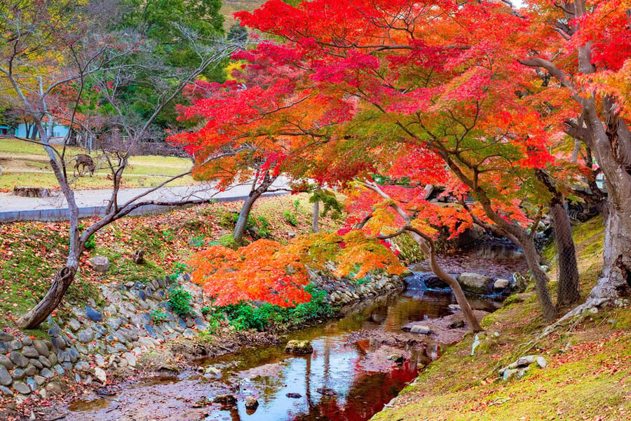 Osaka/Kyoto: Katsuoji, Kinkakuji, Arashiyama 1-Day Bus Tour - Who should book this day trip?