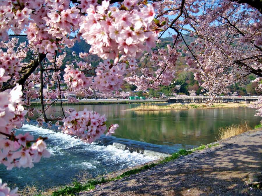 Osaka/Kyoto:Kinkakuji,Arashiyama,FushimiInariShrine,NaraPark - What the $66 price really covers