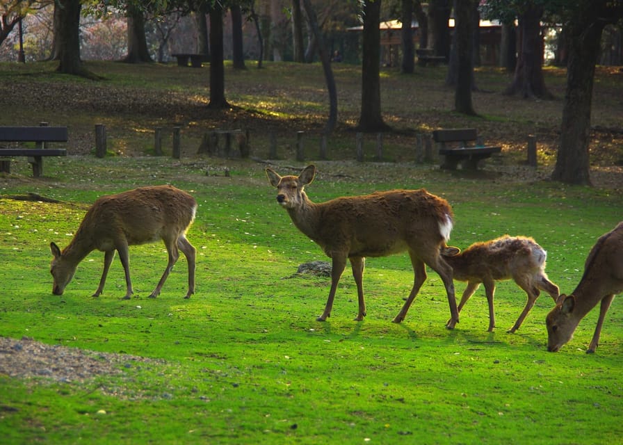 Osaka/Kyoto:Kinkakuji,Arashiyama,FushimiInariShrine,NaraPark - The bus, group size, and daily rhythm