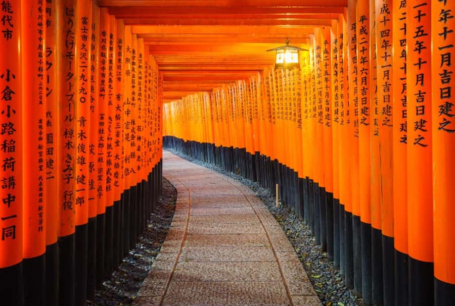 Osaka/Kyoto:Kinkakuji,Arashiyama,FushimiInariShrine,NaraPark - Nara Park and Todai-ji: deer and a giant Buddha