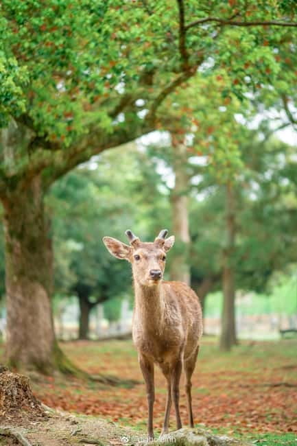 Osaka: Kyoto & Nara & Uji Historical and Scenic One-Day Tour - Uji River and the world of matcha