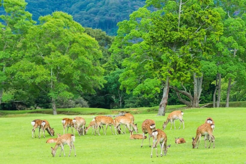 Osaka: Kyoto & Nara & Uji Historical and Scenic One-Day Tour - The real cost of seeing four places in one day