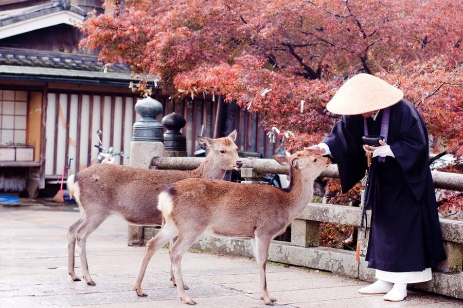 Osaka/Kyoto: Private Kyoto and Nara Day Trip - What the $516 price really buys you