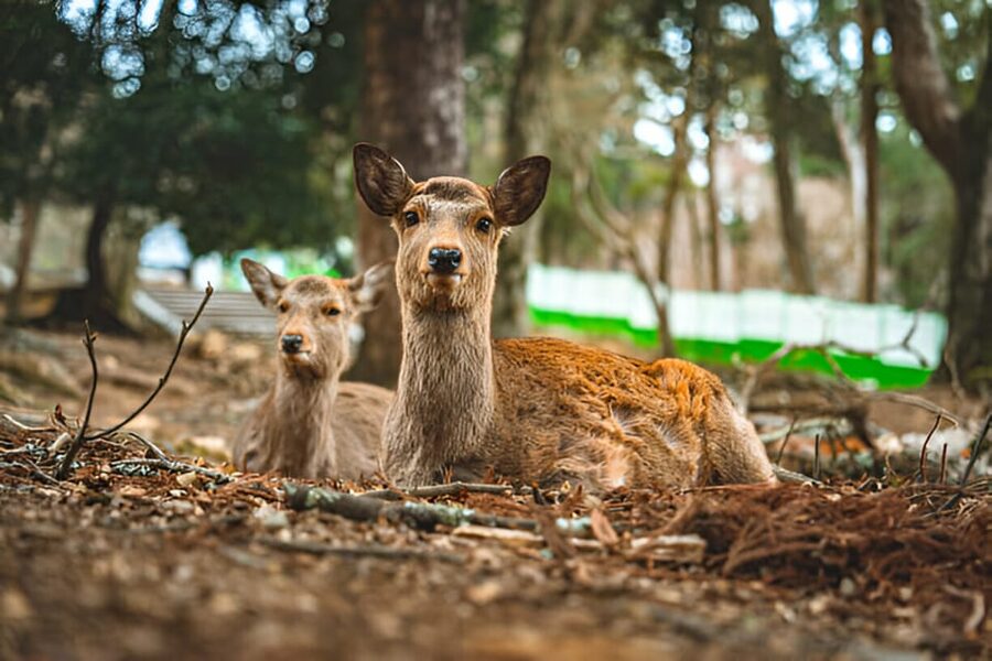 Osaka/Kyoto: Private Kyoto and Nara Day Trip - Nara Park and the famous deer