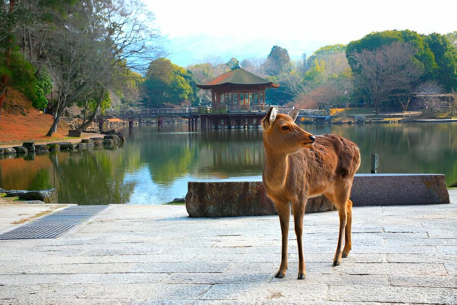 Osaka/Kyoto: Private Kyoto and Nara Day Trip - Tōdai-ji, the great temple stop