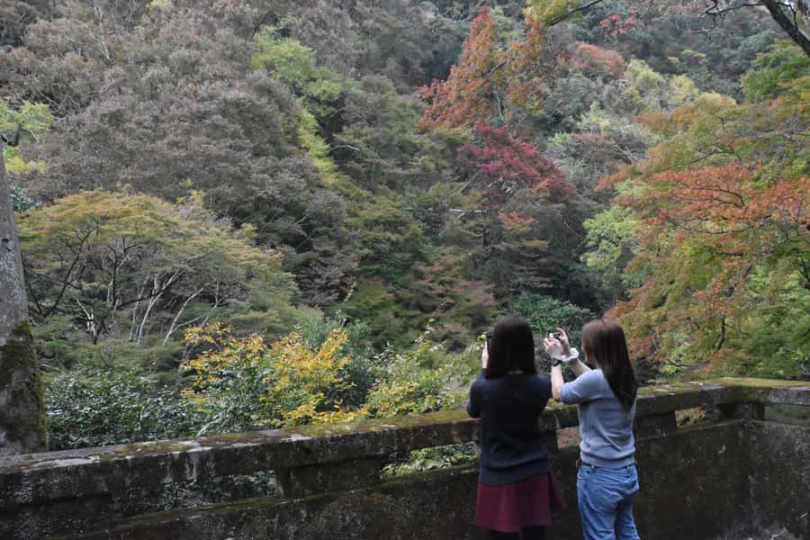 Osaka: Mino Forest Walk and Giant Waterfall with Local Lunch - Should you book this tour?
