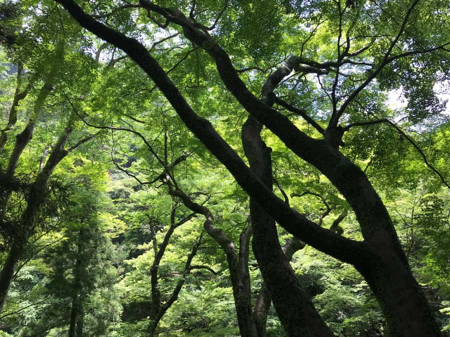 Osaka: Mino Forest Walk and Giant Waterfall with Local Lunch - A small local restaurant completes the day