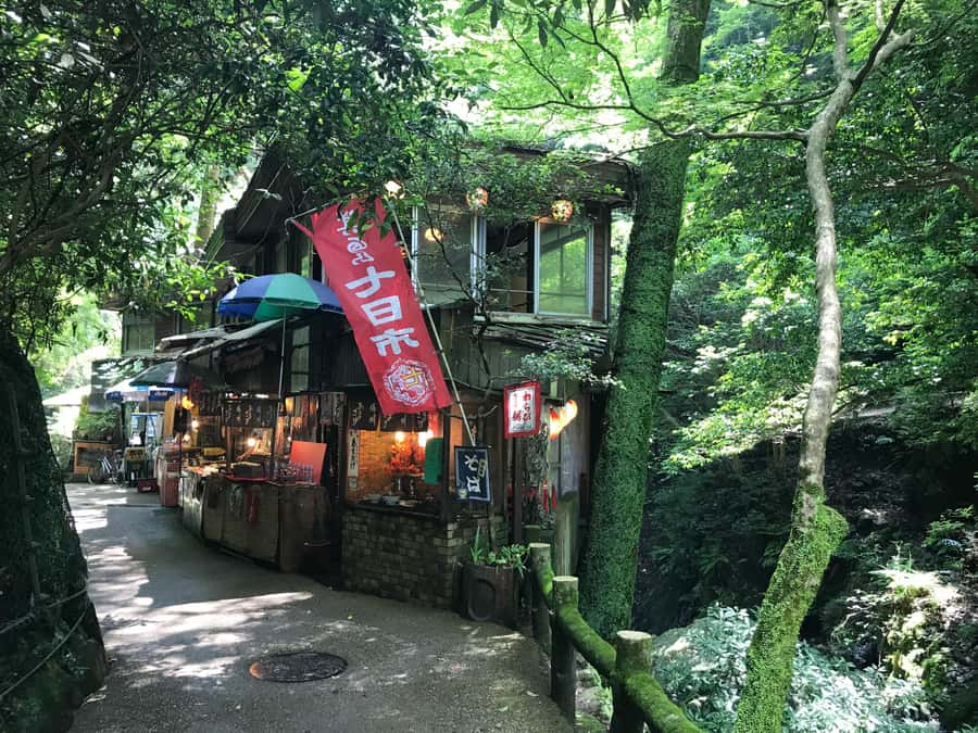 Osaka: Mino Forest Walk and Giant Waterfall with Local Lunch - Why the guide matters here