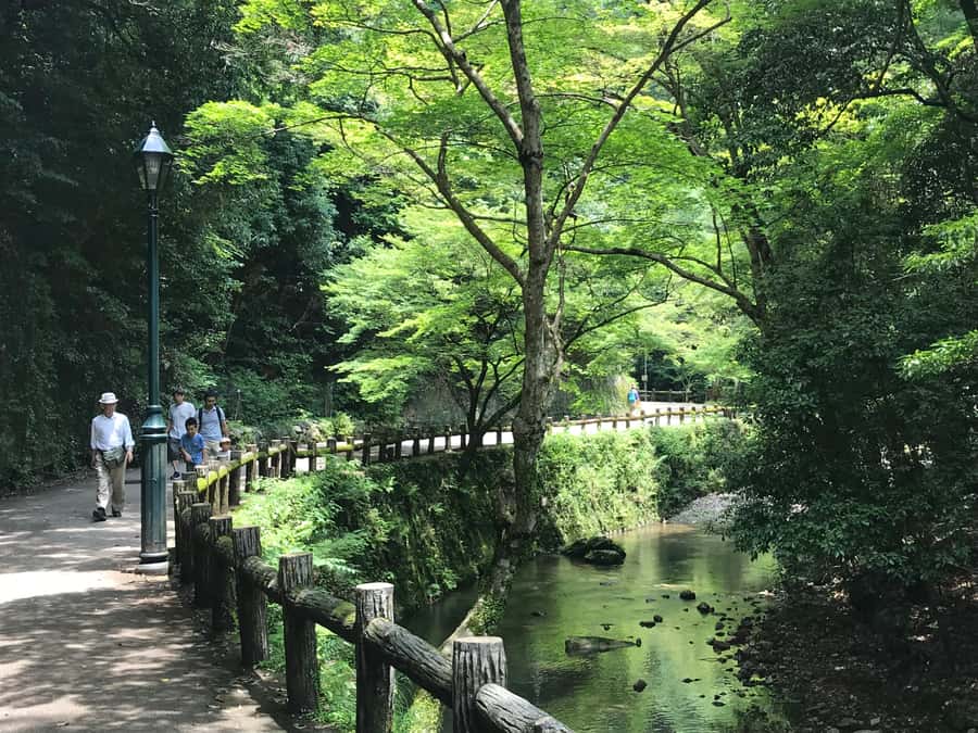 Osaka: Mino Forest Walk and Giant Waterfall with Local Lunch - Who should book this Mino outing?