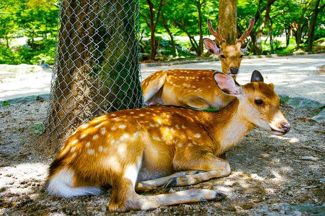 Osaka & Nara in 1-Day by Private Van with Local Expert Guide - American Village and Den Den Town