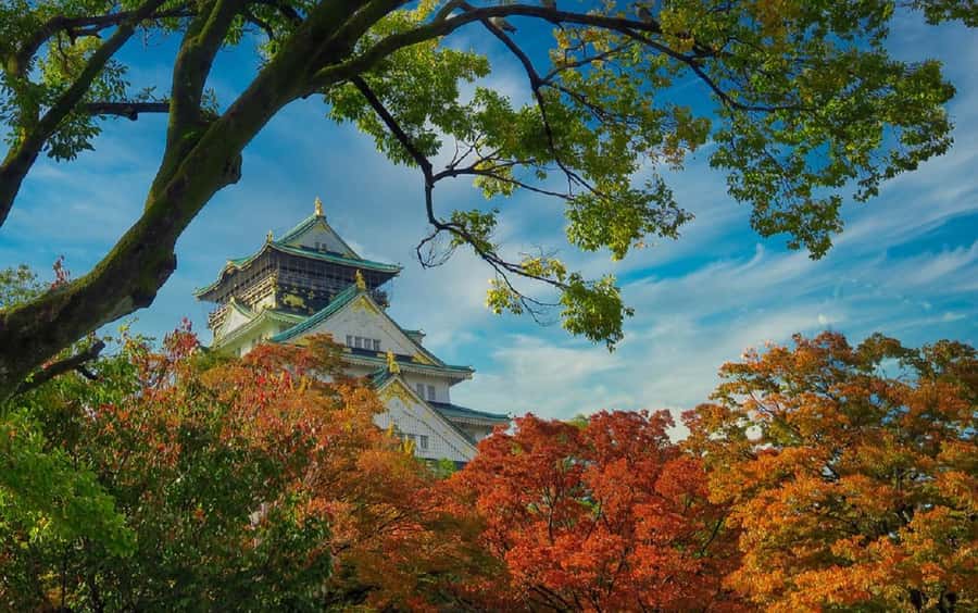 Osaka: Osaka Castle 3 hours Historical Walking Tour - Finding calm in Nishinomaru Garden