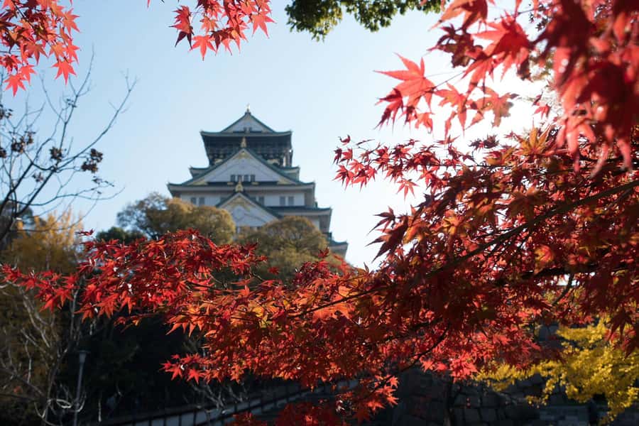 Osaka: Osaka Castle 3 hours Historical Walking Tour - Ending at Hokoku Shrine