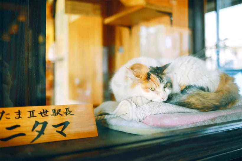 Osaka: Wakayama Cat Train, Seafood market, Hot Springs Tour - Sandanbeki Cave and the pirate stories