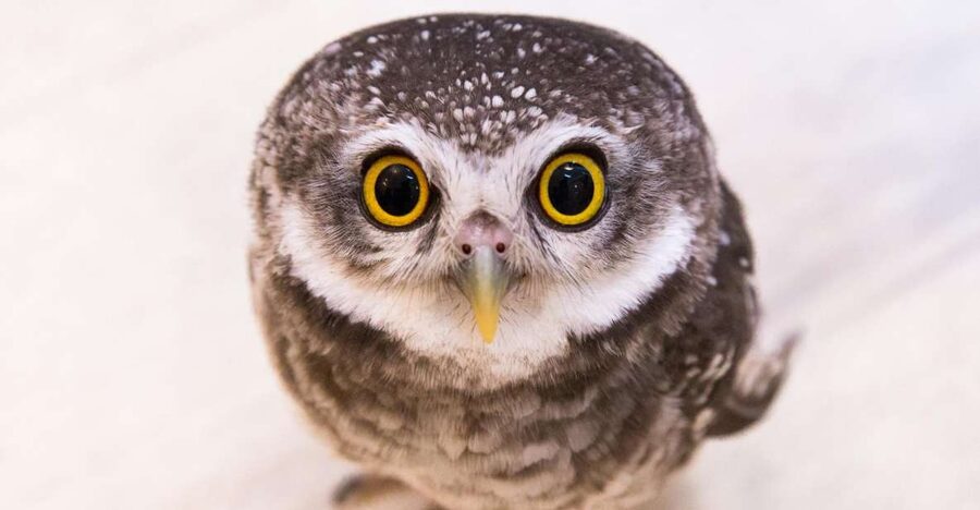 Owl Cafe Tokyo Akiba Fukurou - Meeting the owls in central Akihabara