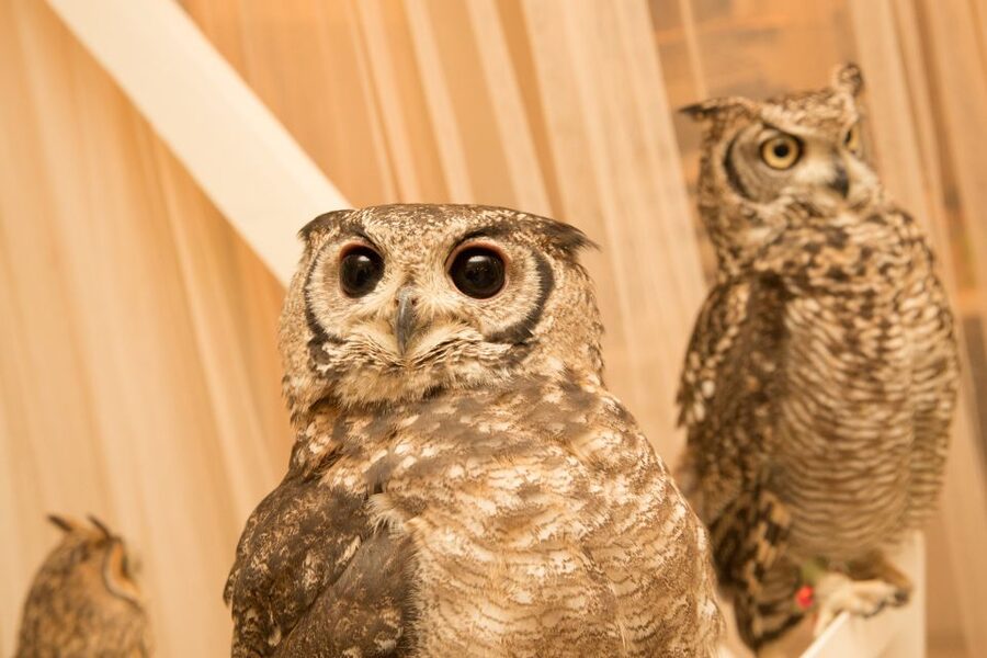 Owl Cafe Tokyo Akiba Fukurou - The main drawbacks to keep in mind