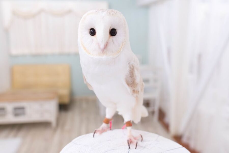 Owl Cafe Tokyo Akiba Fukurou - The first few minutes: rules before feathers