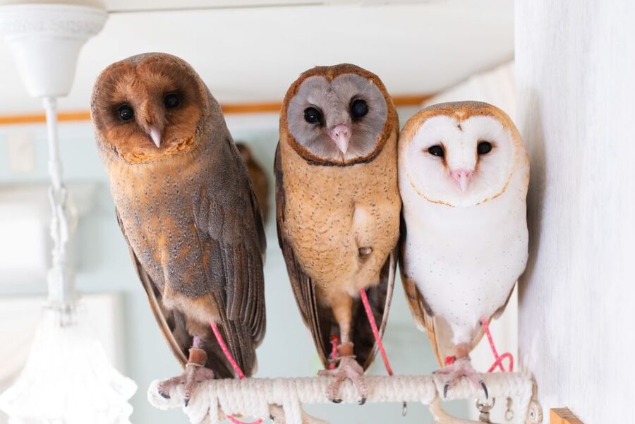 Owl Cafe Tokyo Akiba Fukurou - A quiet room with many different personalities