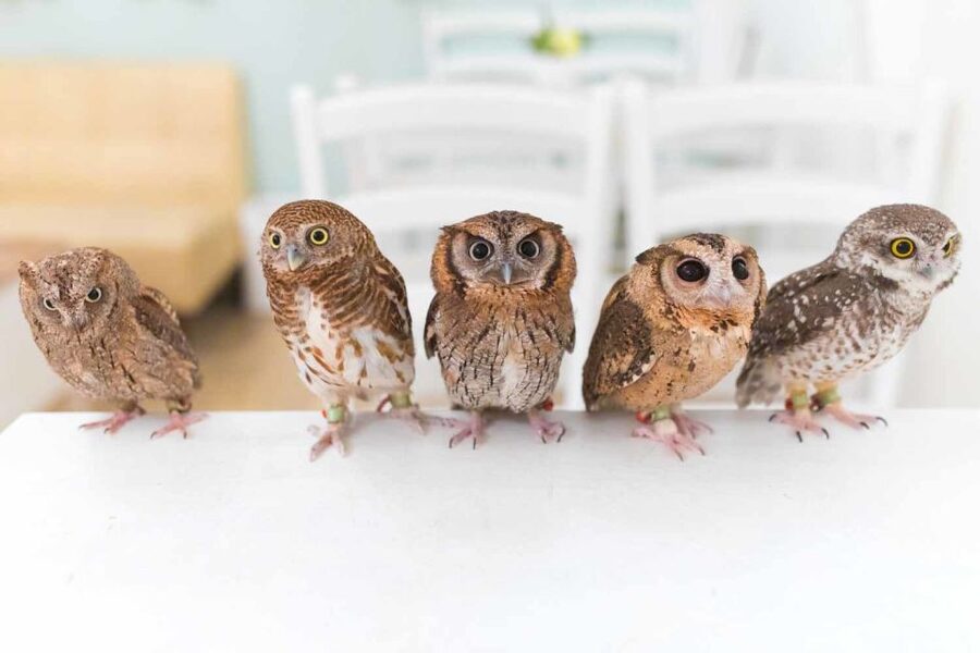 Owl Cafe Tokyo Akiba Fukurou - Taking photos without disturbing the birds