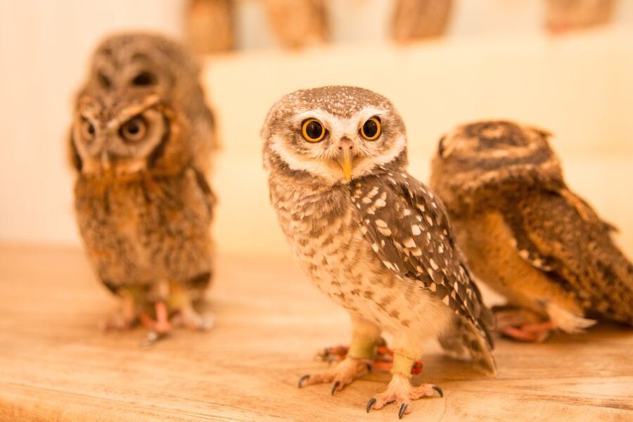 Owl Cafe Tokyo Akiba Fukurou - Why the $35 price can make sense