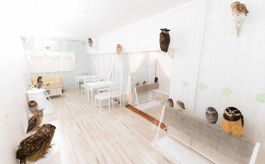 Owl Cafe Tokyo Akiba Fukurou - Who should book this experience