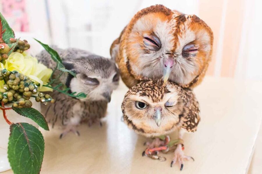 Owl Cafe Tokyo Akiba Fukurou - Planning your time in Akihabara
